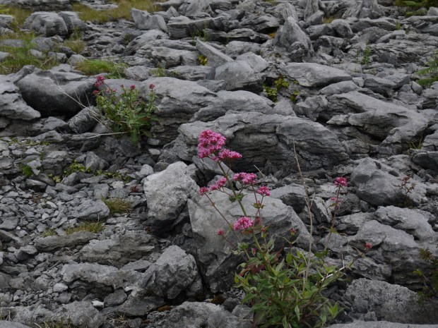 Burren_Flower