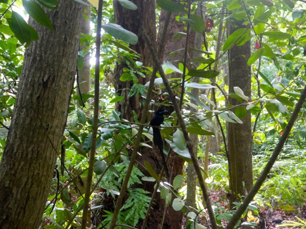 LaDigue_ParadiseFlycatcher