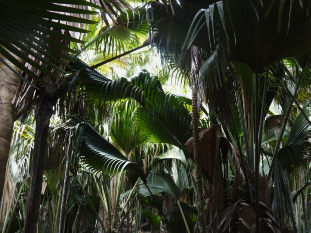 Praslin_VdMPalms