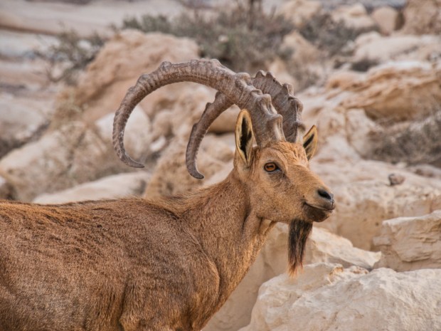 EinAvdat_Ibex