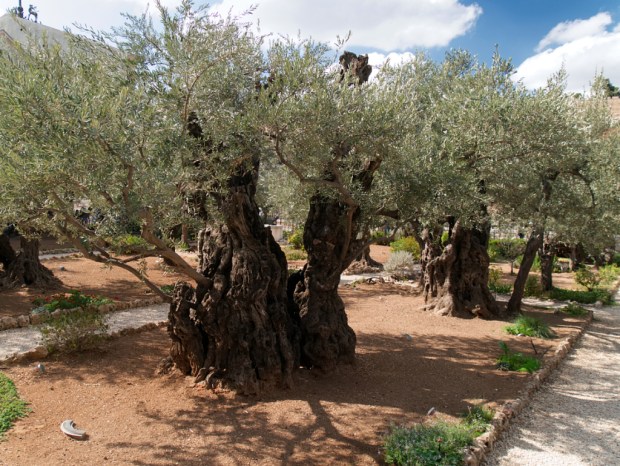 Jerusalem_Getsemaneh