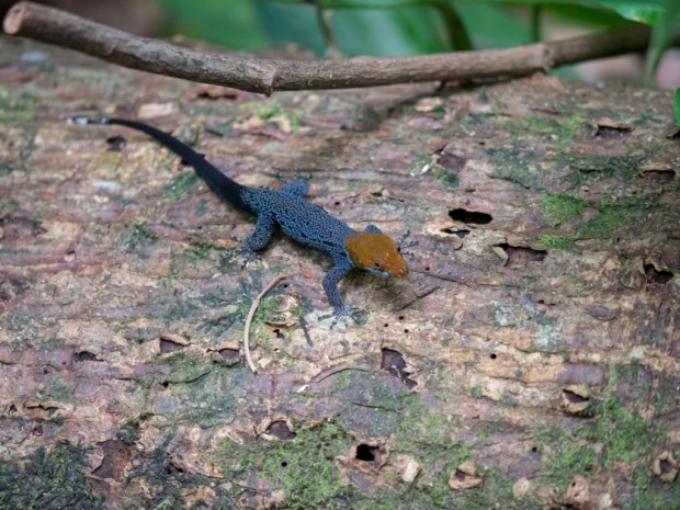 HaciendaBaru_Wildlife