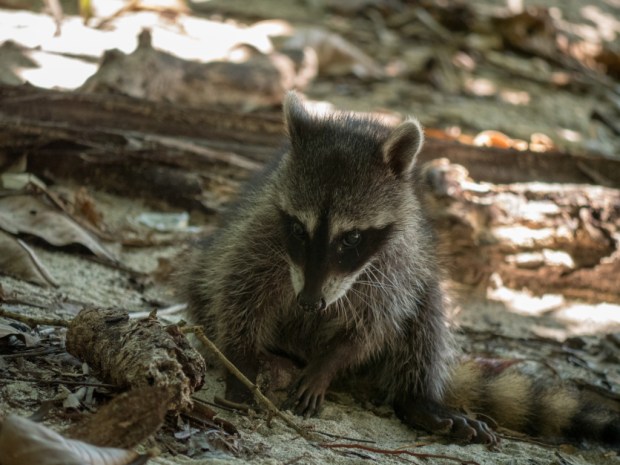 Quepos_Racoon