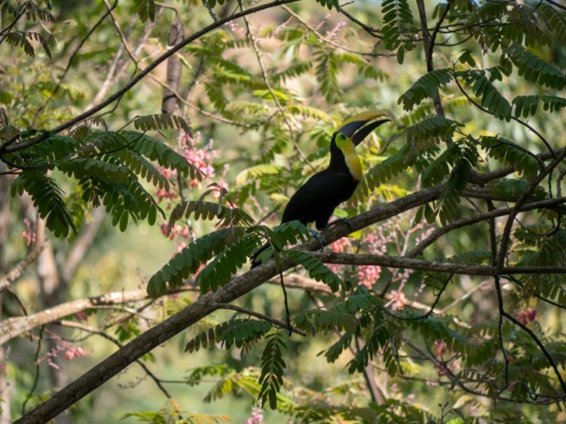 Quepos_Toucan