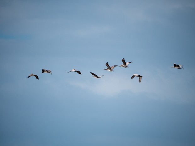 Uvita_Pelicans